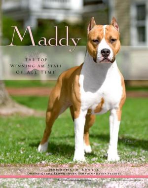 Amstaff Sbigstaff American Staffordshire Terrier Kennel Mbiss Gch Castle Rock S Sbigstaff Mad About You Maddy